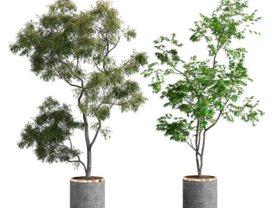 现代花盆树木盆栽植物