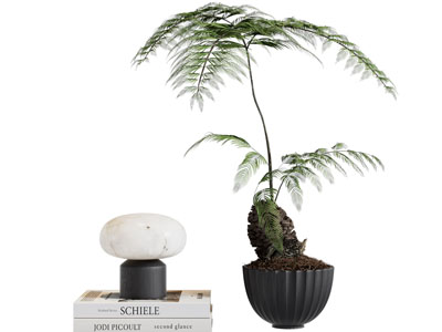 现代盆栽植物、书籍、台灯摆件组合