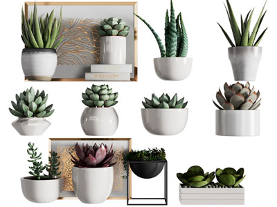 现代陶瓷花盆盆栽植物摆件