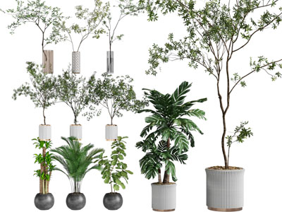 现代花盆树木盆栽植物