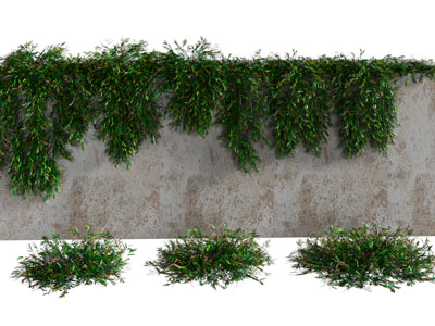 现代爬满墙头的藤蔓植物、花草植物