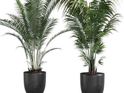 现代黑色花盆散尾葵盆栽植物