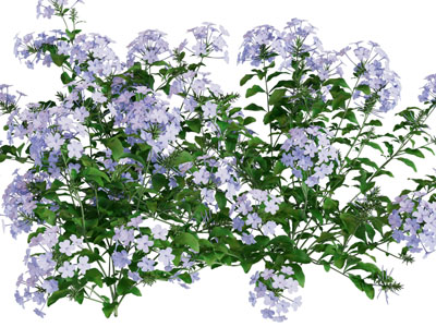 开满紫色花朵的花草植物