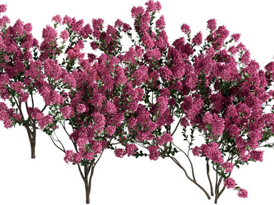 现代开满紫红色花朵的树木