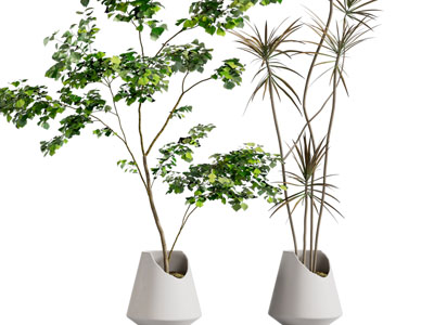 现代缺角花盆盆栽植物