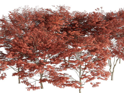 开满红色树叶的枫树