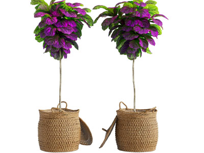 北欧藤编花盆盆栽植物