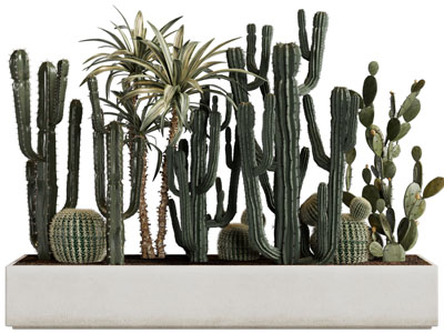 现代花坛多肉植物景观小品