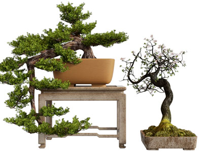 新中式松树盆景盆栽