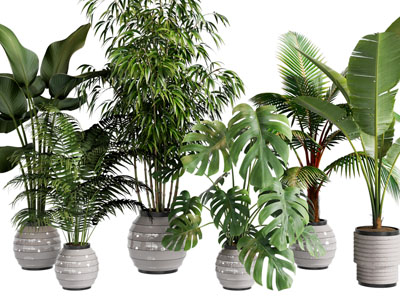 现代陶瓷花盆盆栽植物