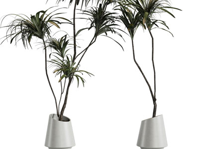 现代花盆盆栽植物