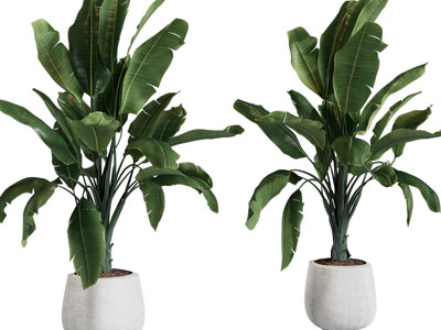 现代水泥质感的花盆盆栽植物