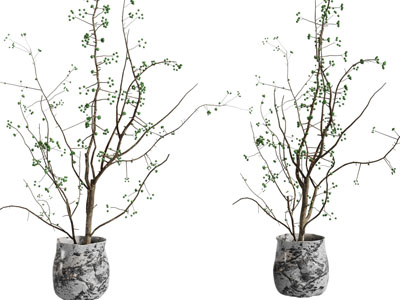 现代花纹花盆树苗盆栽植物