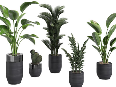 现代黑色花盆绿色盆栽植物