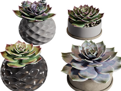 现代陶瓷花盆多肉植物