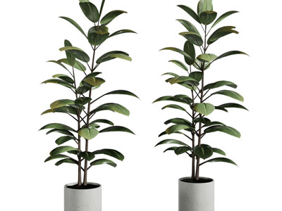 现代花盆盆栽植物