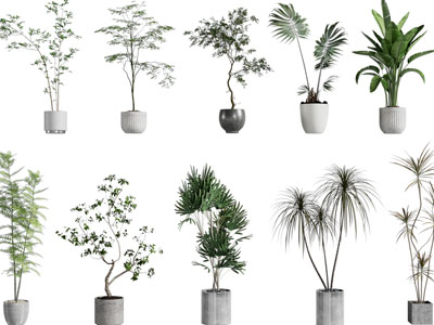 现代花盆盆栽植物