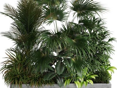 现代花坛花草绿色植物