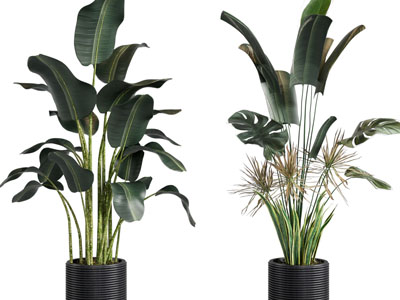 现代黑色花盆盆栽植物