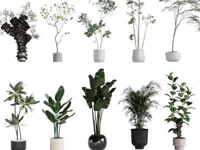 现代花盆盆栽植物