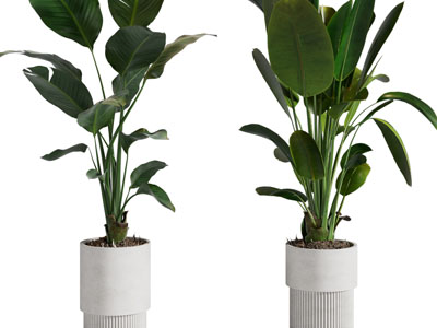 现代白色花盆盆栽植物