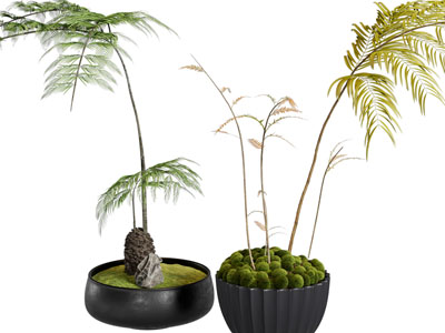 现代花盆盆栽植物