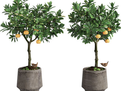 新中式水泥花盆橘子树盆栽植物