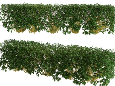 现代景观灌木植物