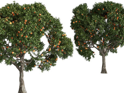 现代结满水果的果树