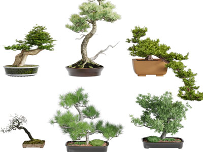 新中式松树盆景盆栽