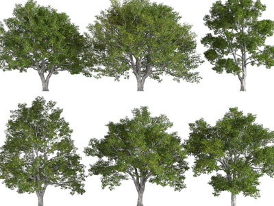 现代粗壮的大树