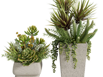 现代花盆多肉盆栽植物