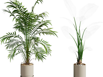 现代花盆盆栽植物