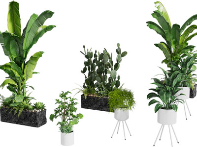 现代花盆盆栽植物