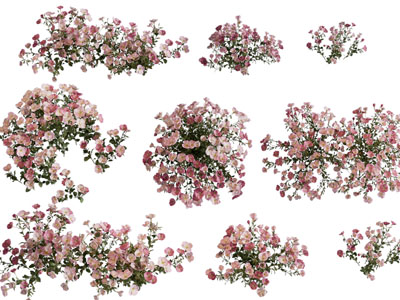 现代开满粉色花朵的花草植物