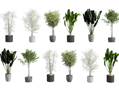 现代花盆盆栽植物