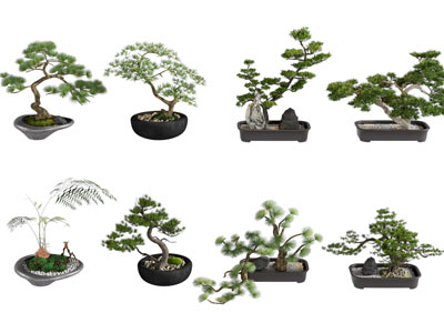 新中式松树盆景盆栽