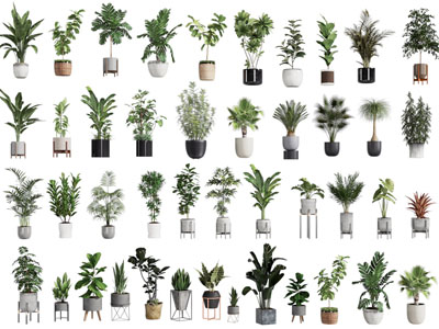 现代花盆盆栽植物