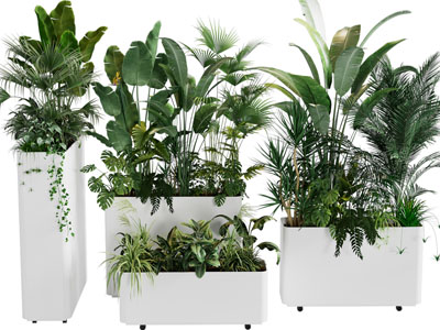 现代白色方形花盆盆栽植物