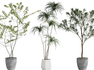 现代花盆盆栽植物