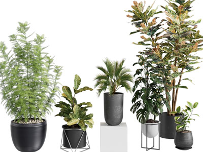 现代花盆盆栽植物