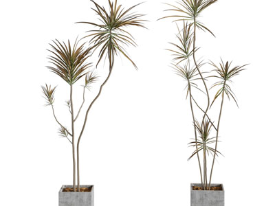 现代方形水泥花盆盆栽植物