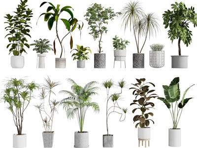 现代花盆盆栽植物