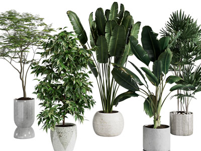 现代水泥花盆盆栽植物