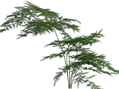 现代文竹盆栽植物