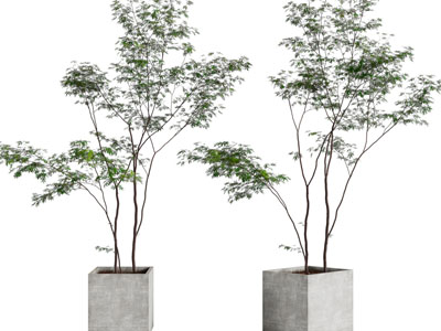 现代水泥方形花盆盆栽植物