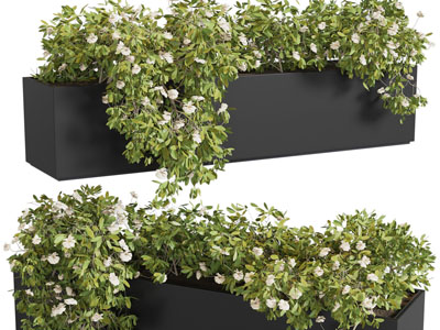 现代黑色花盆盆栽花草植物