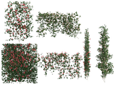 现代爬藤花卉藤蔓植物