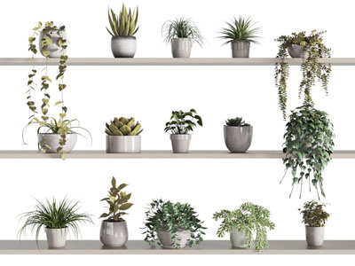 现代花盆盆栽植物