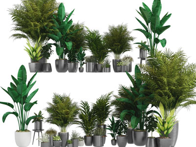 现代花盆散尾葵盆栽植物